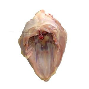 Chicken Breast